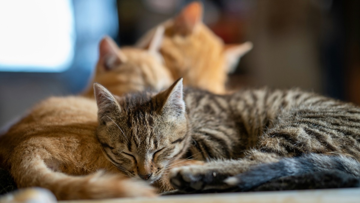 寄り添って眠る複数の愛猫たち