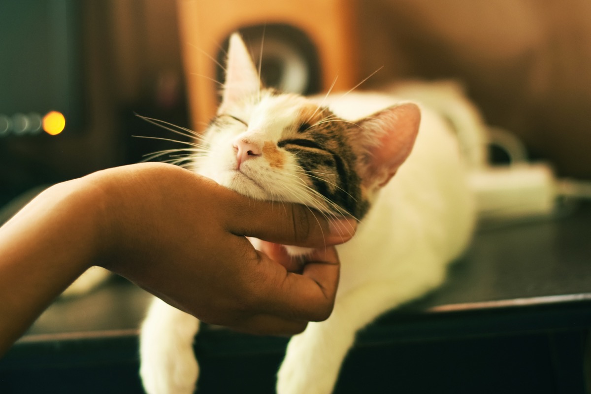 飼い主に撫でられて気持ちよさそうな愛猫