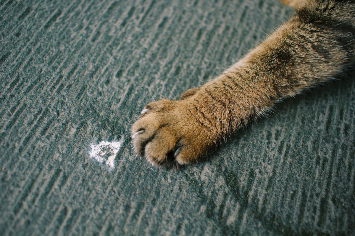 リラックスする愛猫のイメージ
