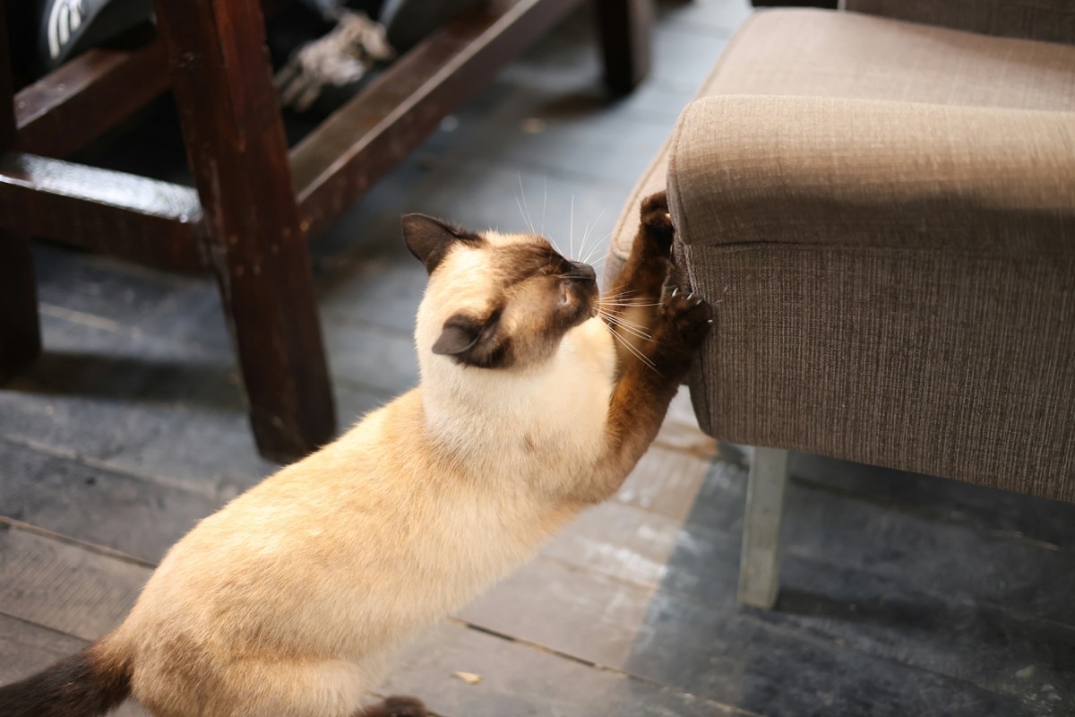 リラックスしてくつろぐ愛猫