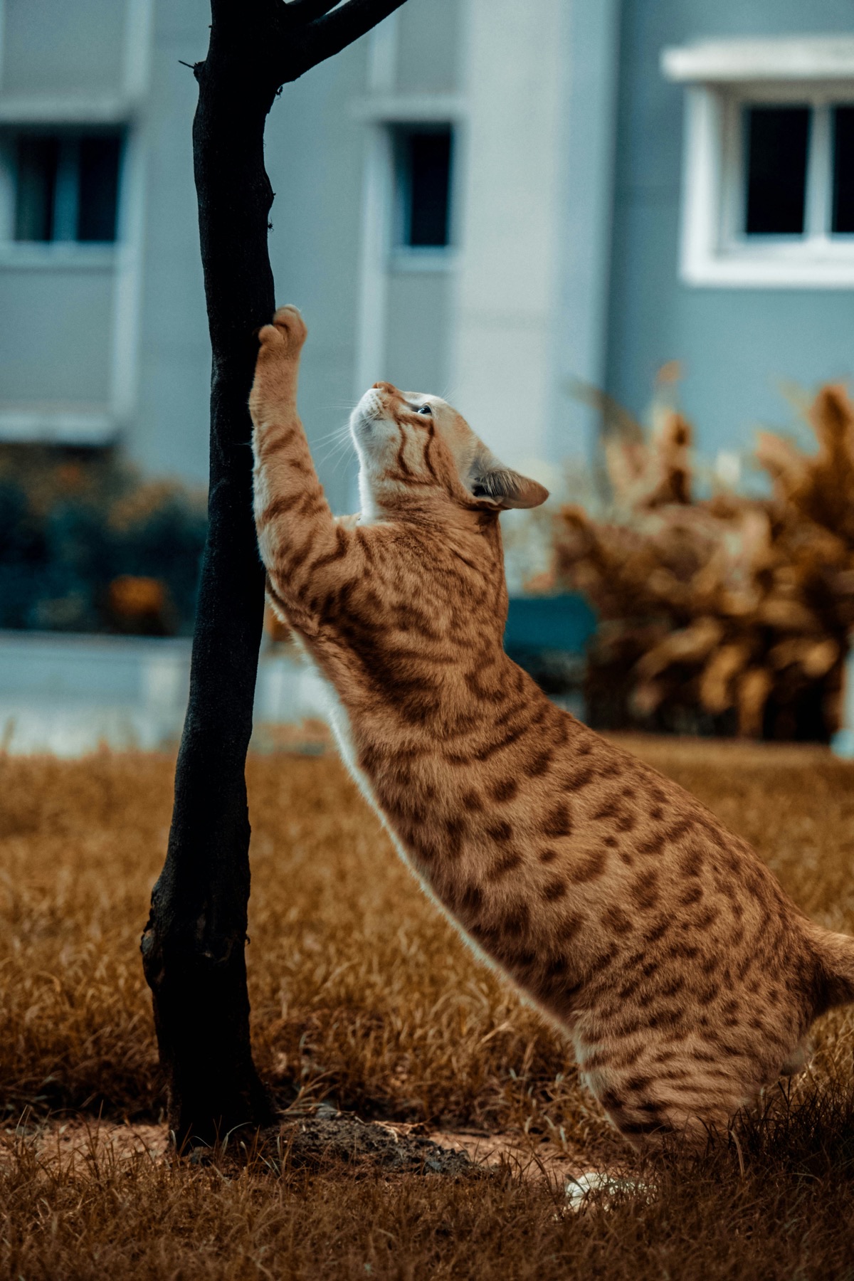 くつろぐ愛猫のイメージ