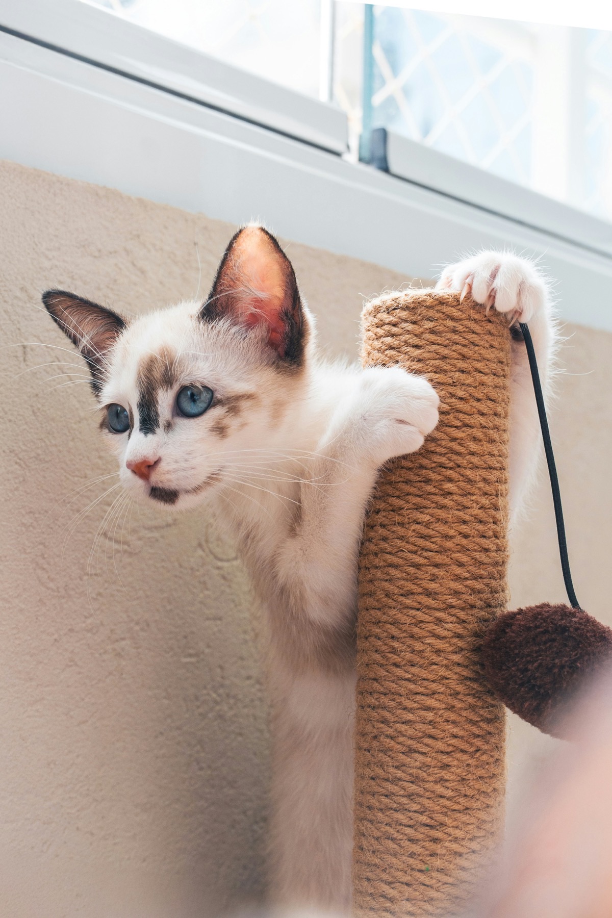 部屋でくつろぐ愛猫