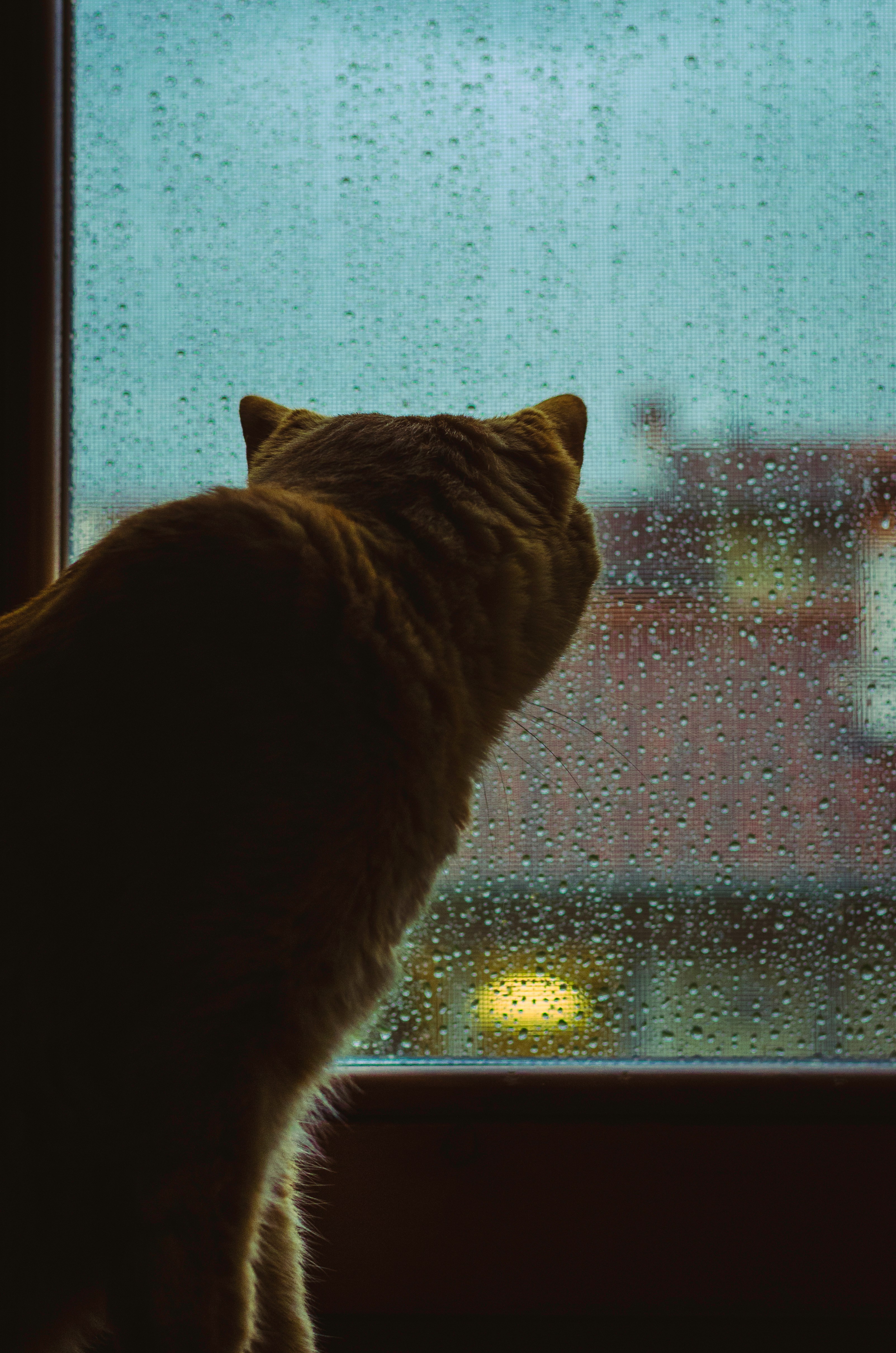 室内でくつろぐ愛猫のイメージ