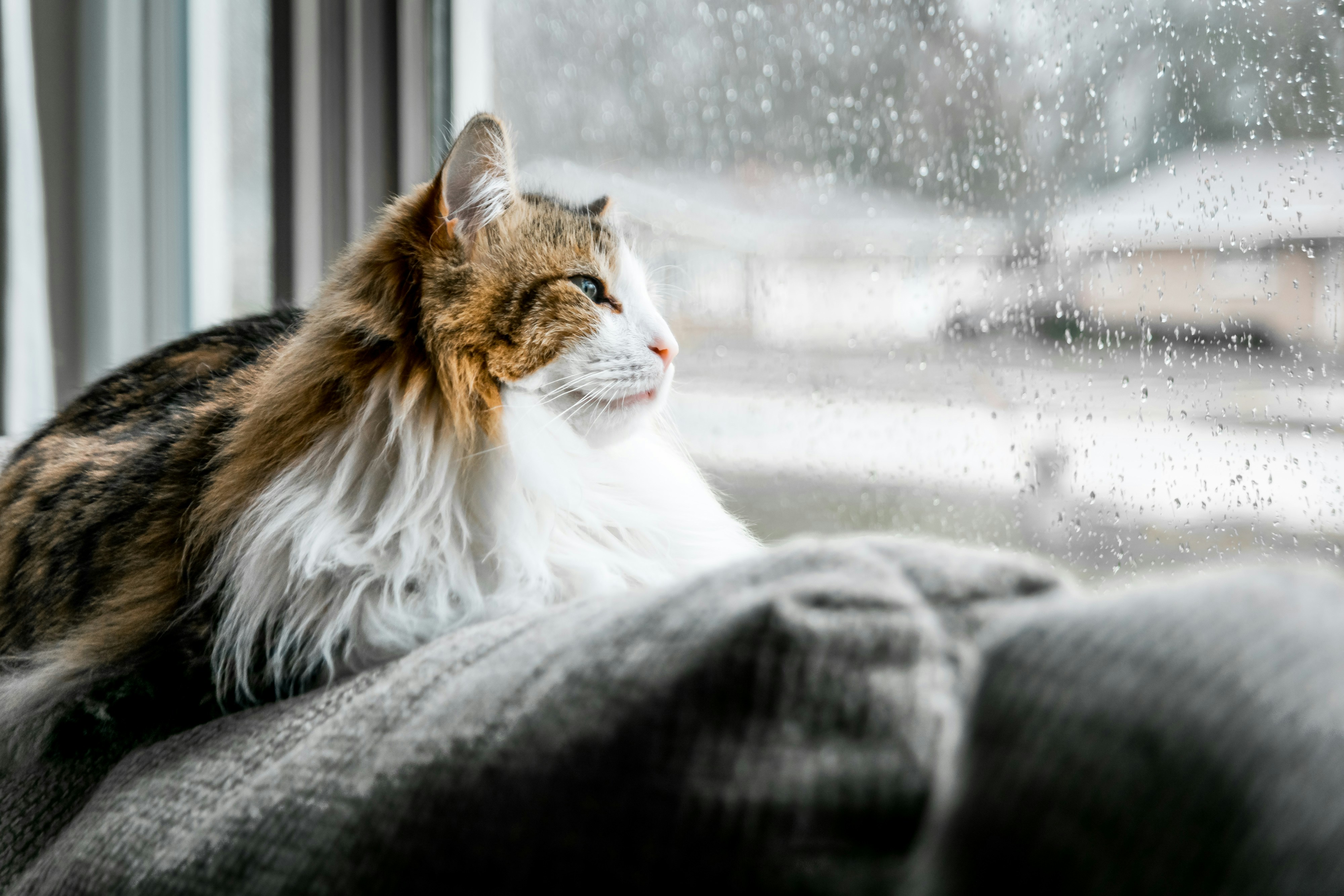 リラックスしている愛猫のイメージ