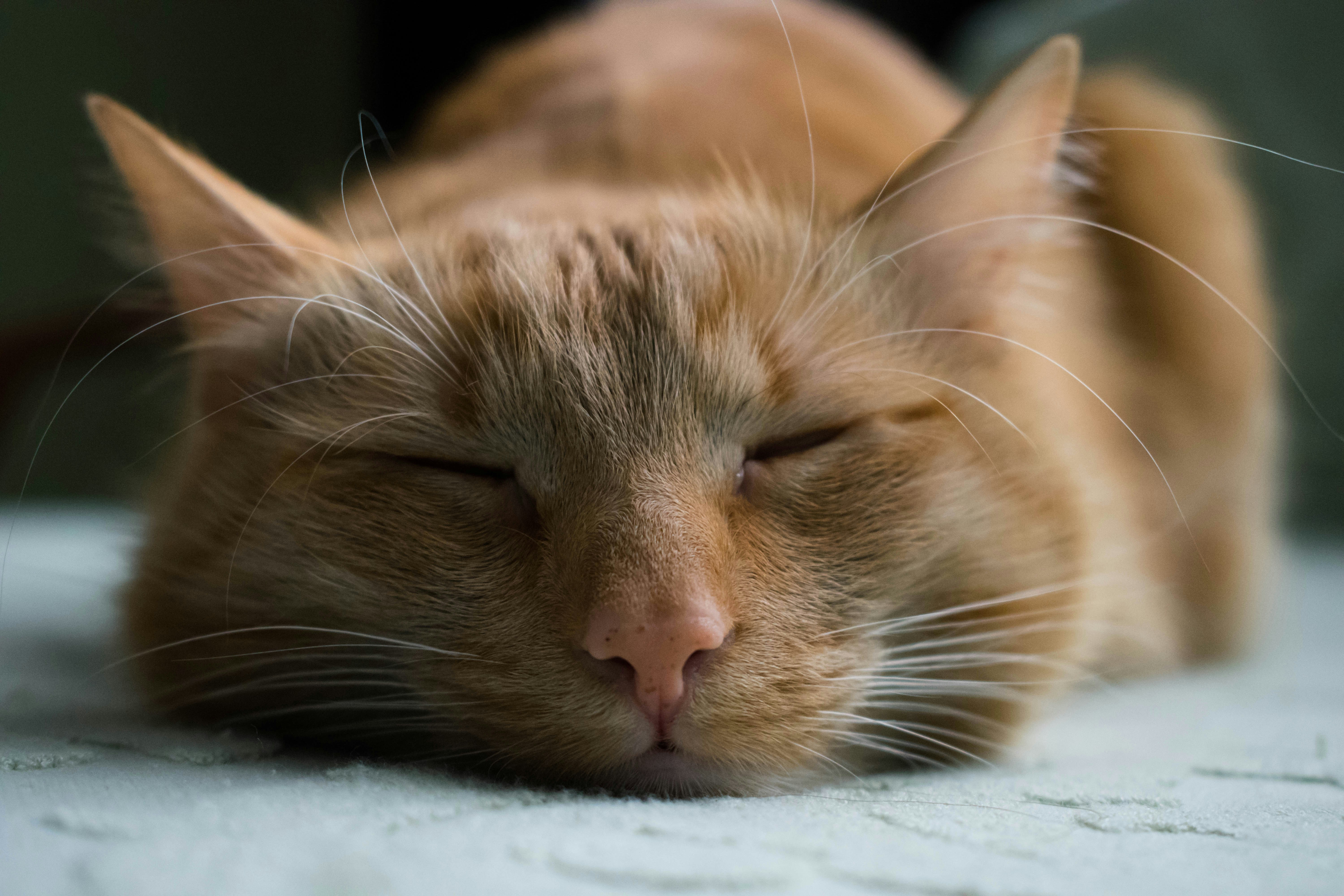 じっと見つめる愛猫のイメージ