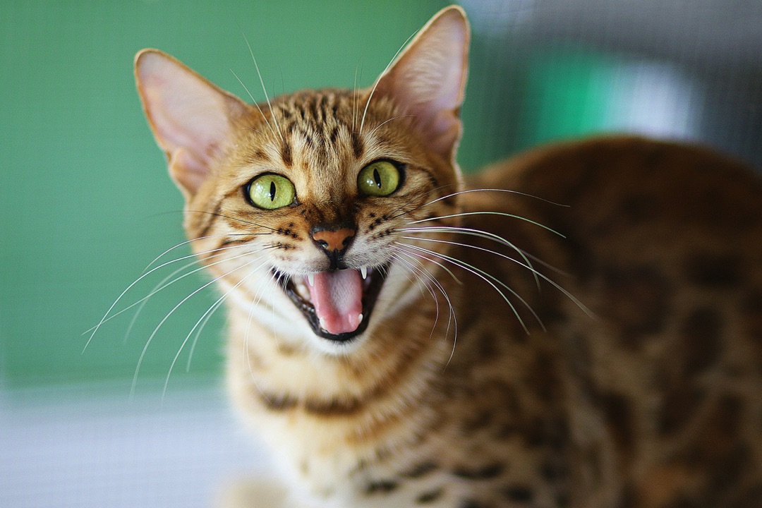 くつろぐ愛猫のイメージ