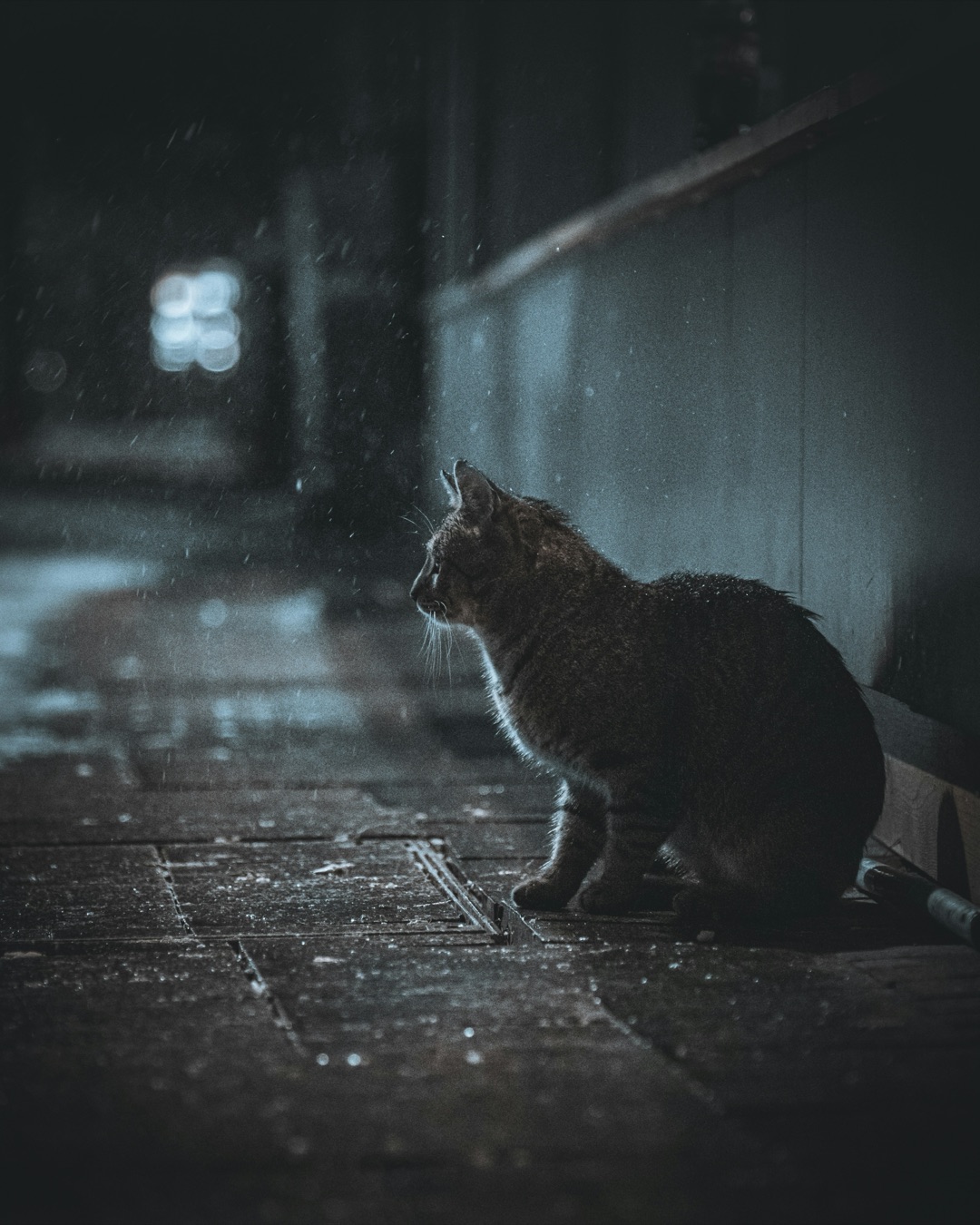 夜の暗がりにいる愛猫のイメージ