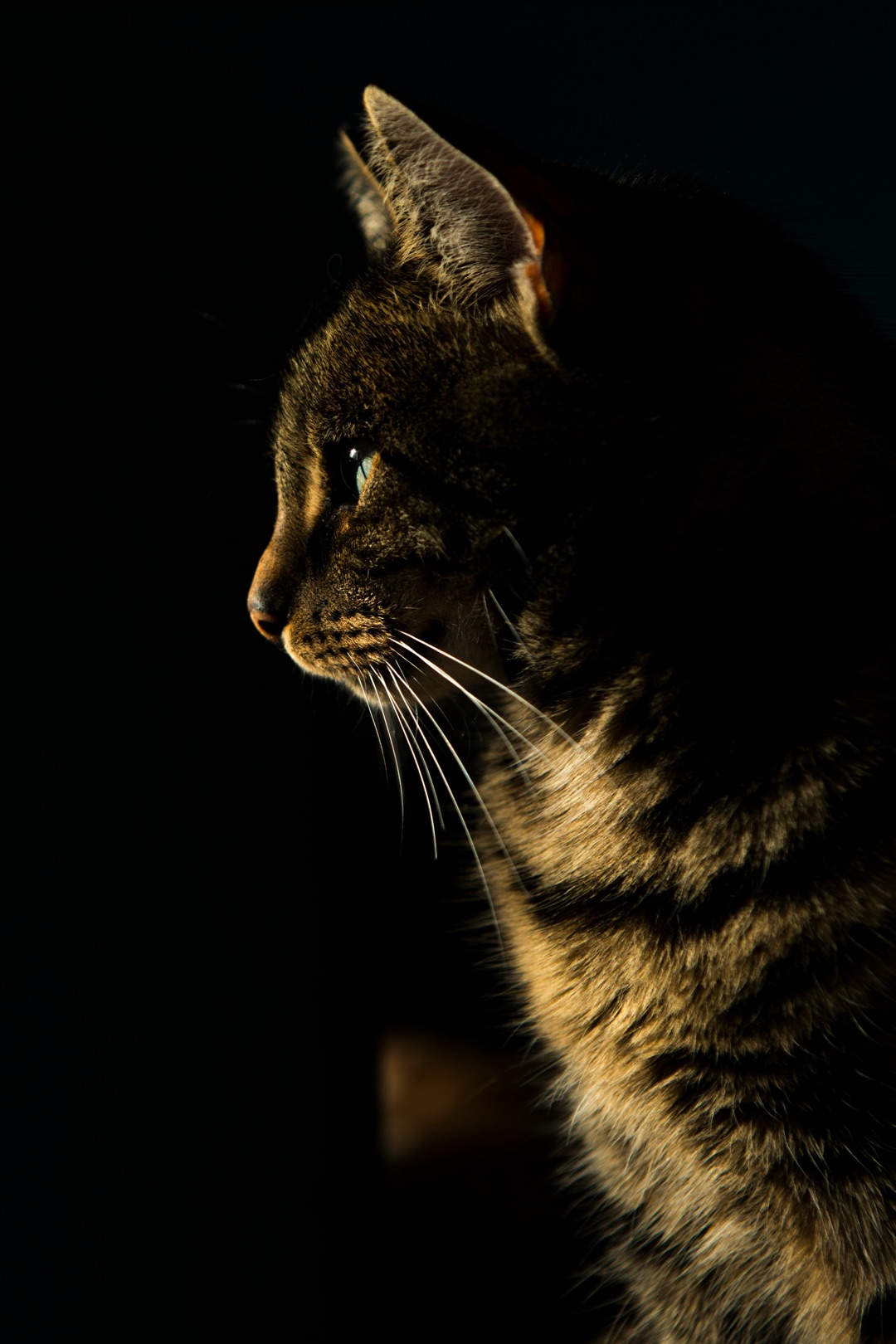 夜に活発に動く愛猫のイメージ