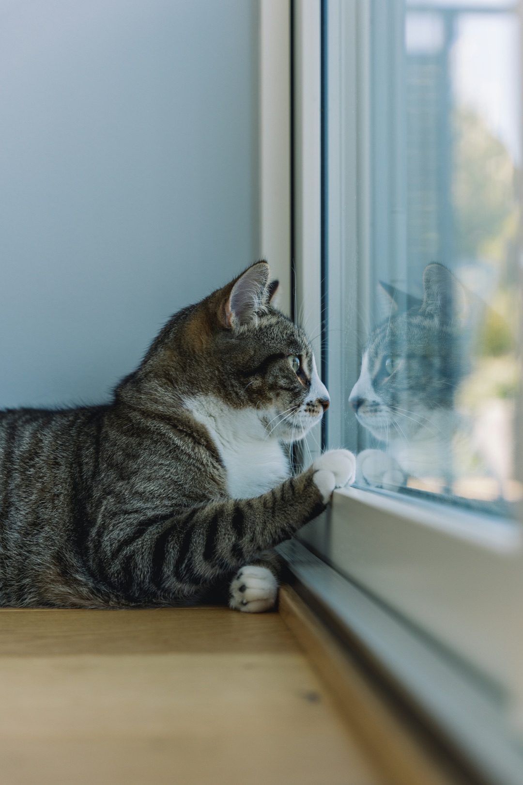 窓辺でくつろぐ愛猫