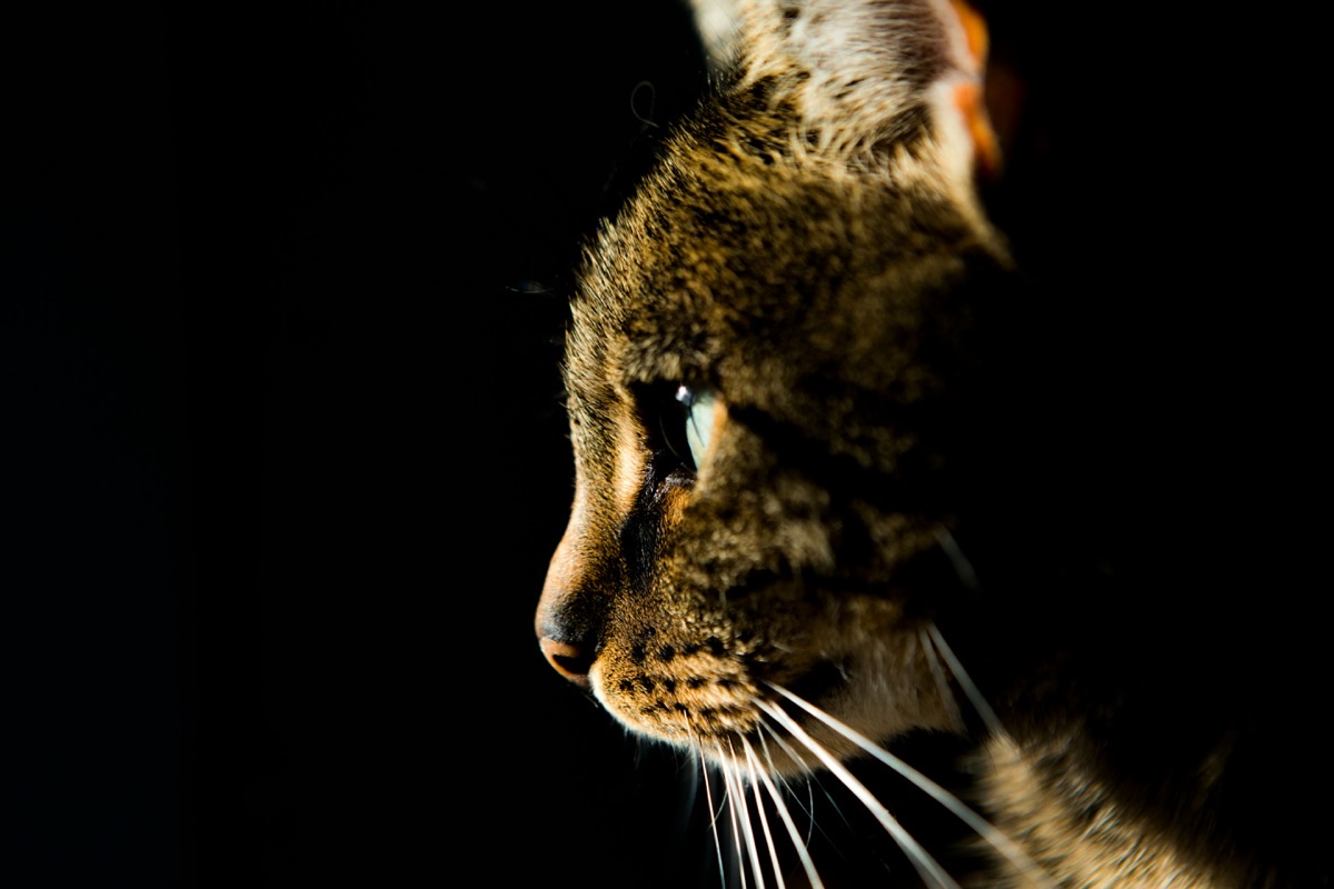夜に活動的な愛猫