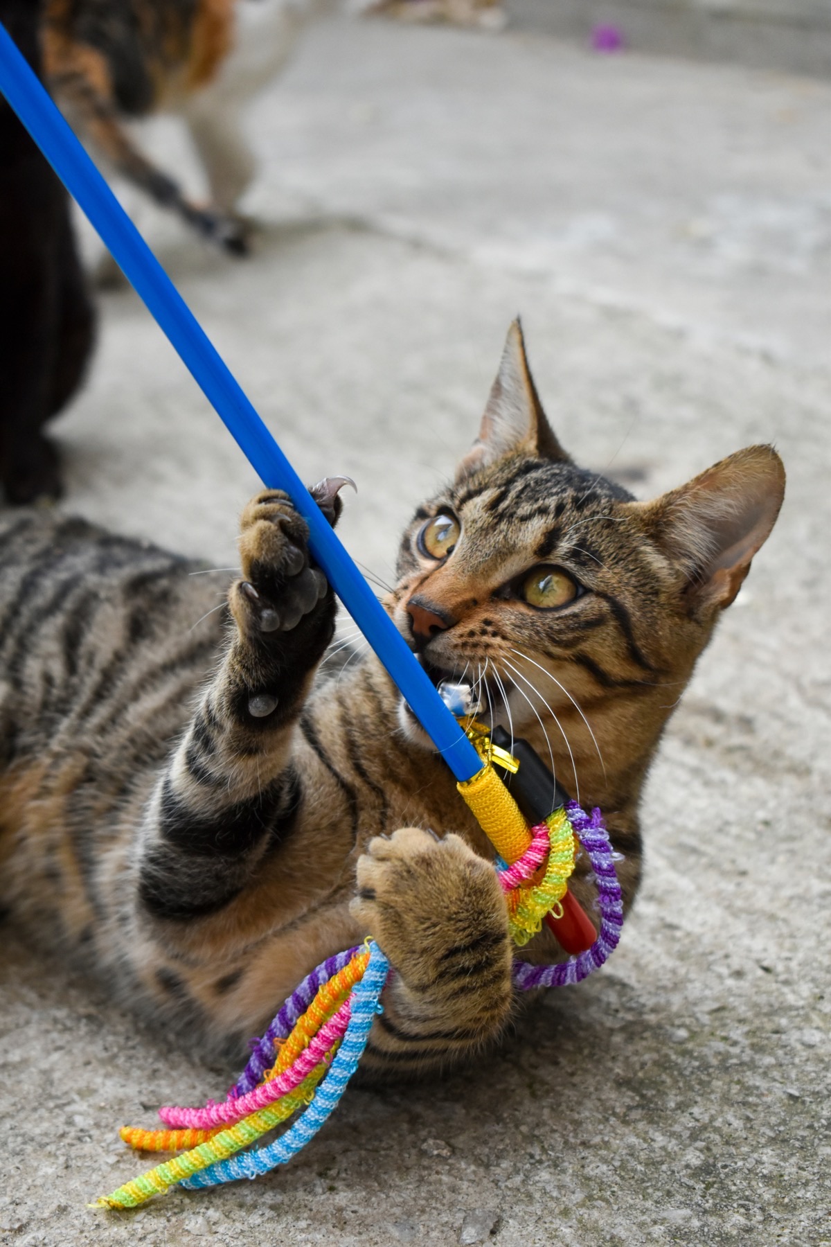 遊ぶ愛猫
