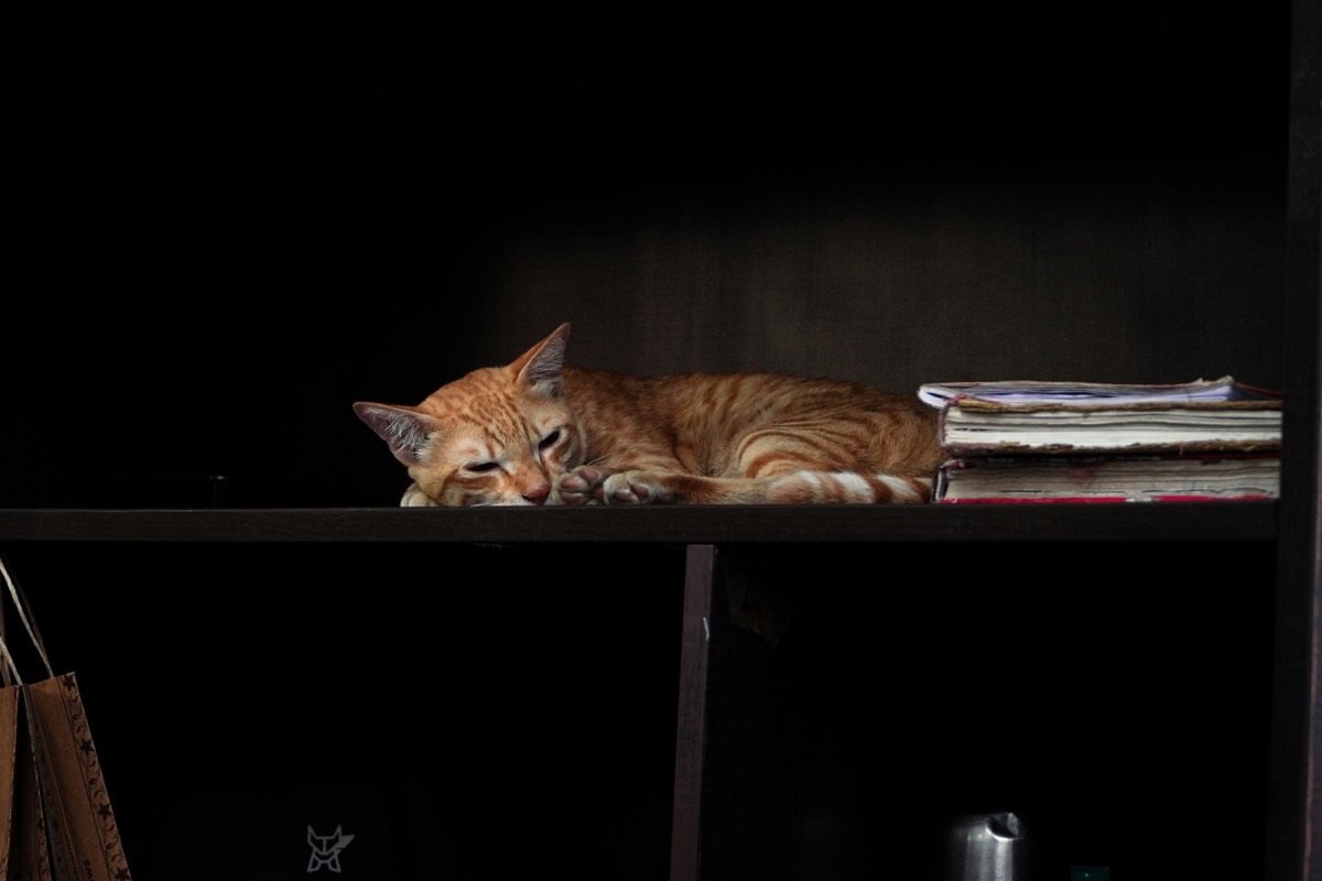 リラックスする愛猫