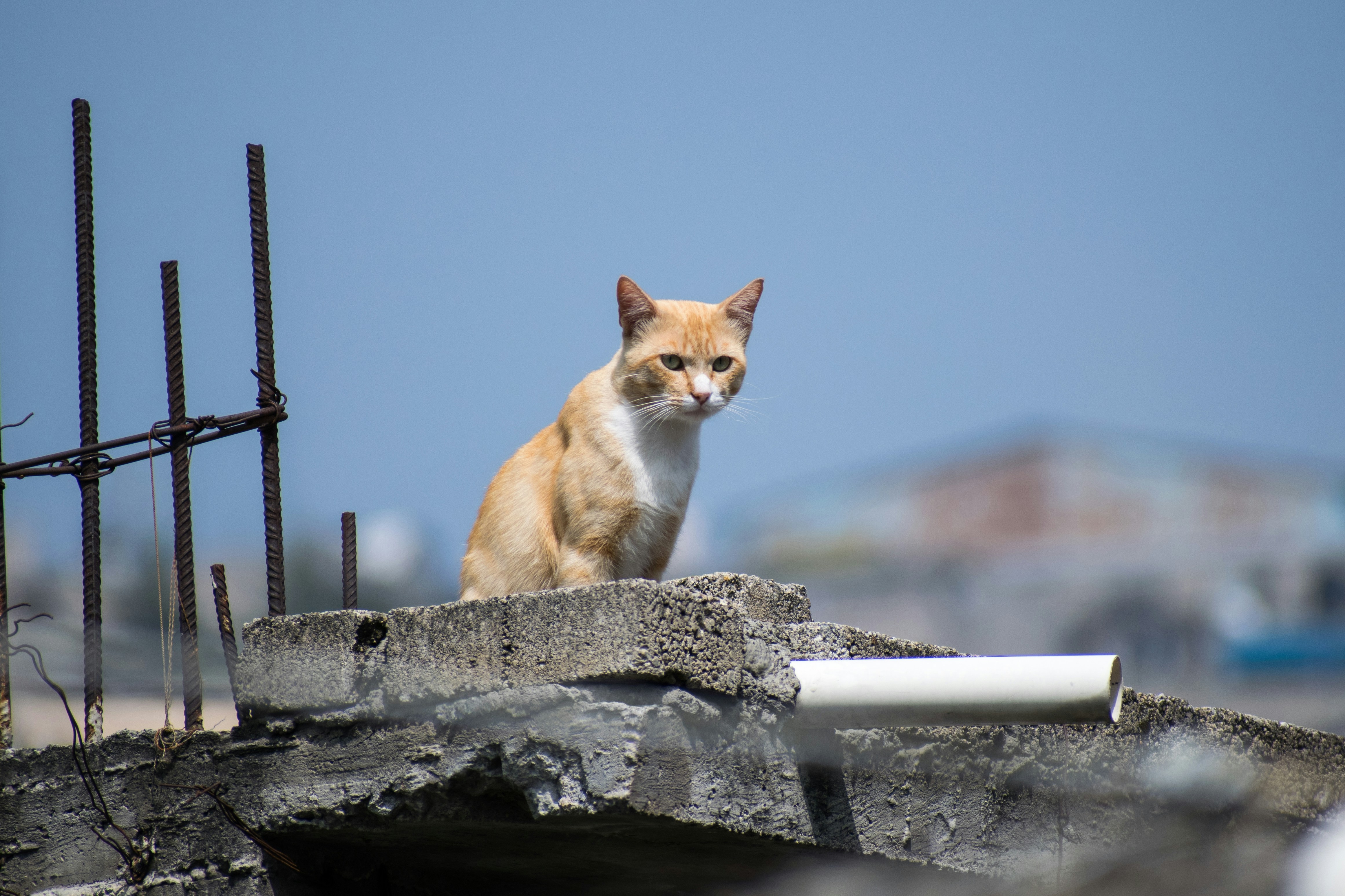 建物の上に座る猫