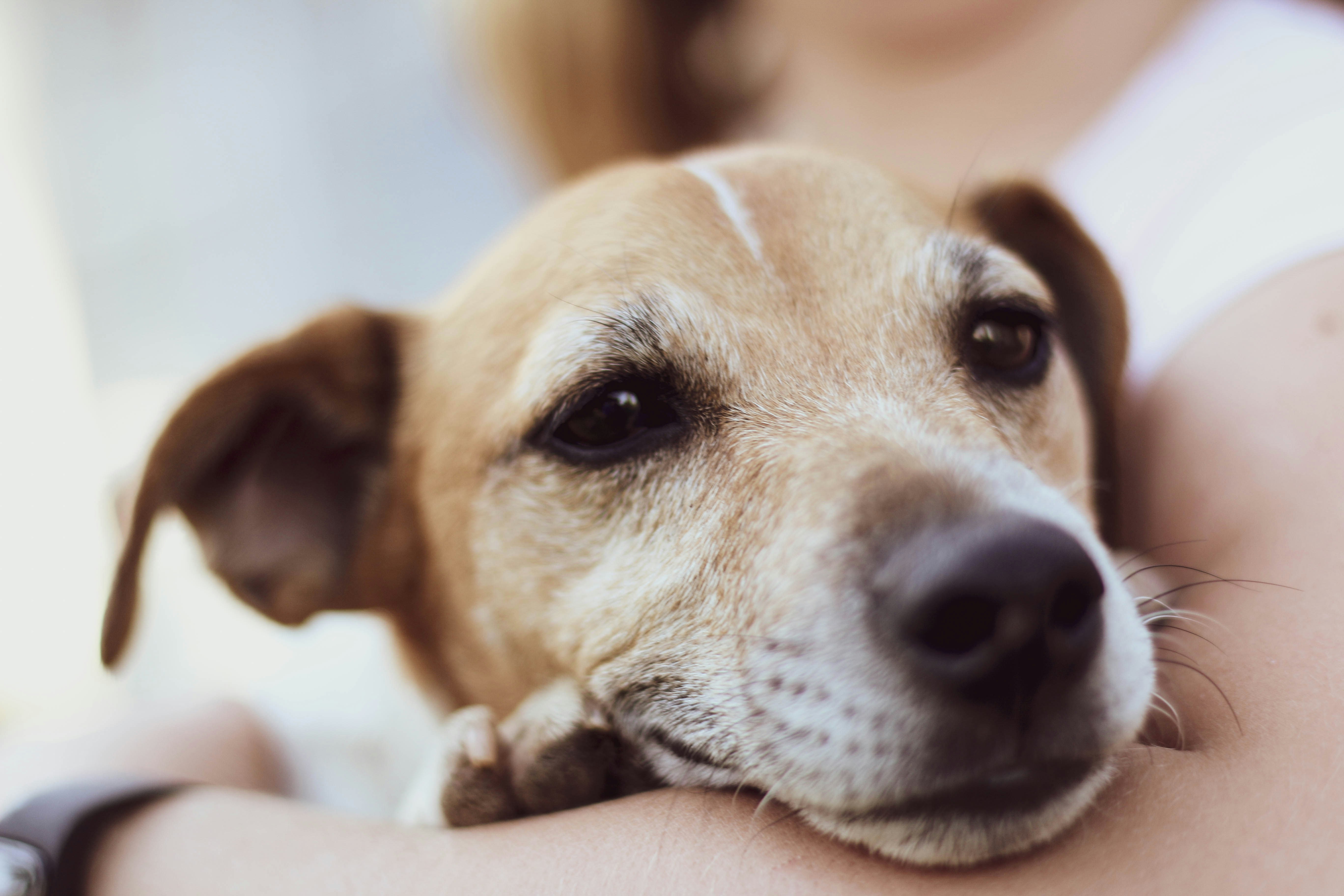 飼い主に抱かれて安心する愛犬
